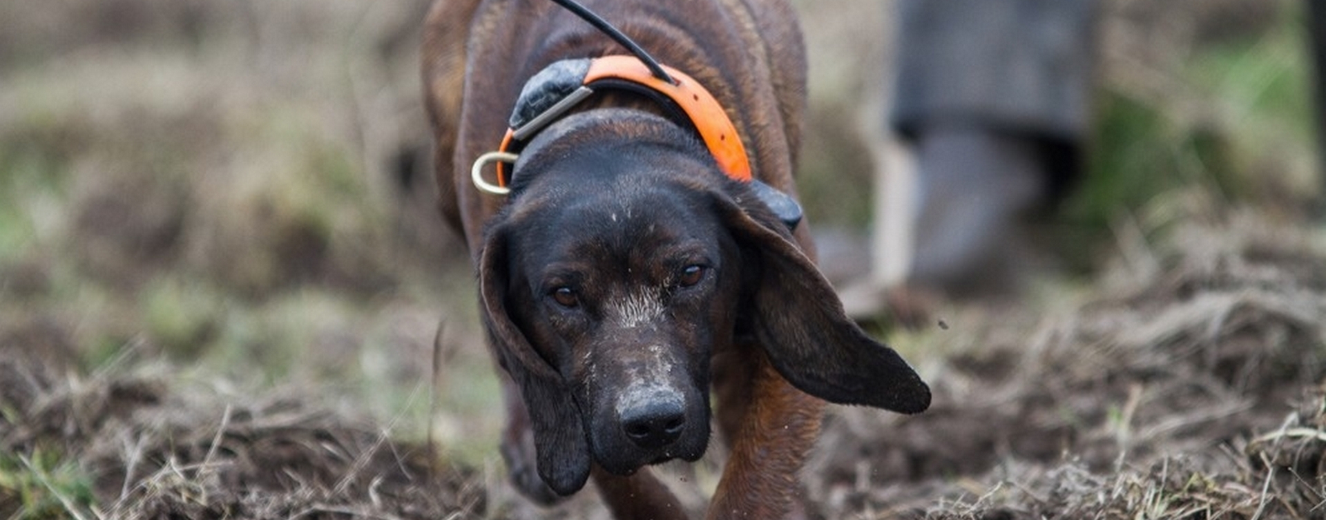 Le travail des Chiens de Rouge du Hanovre et de Bavière