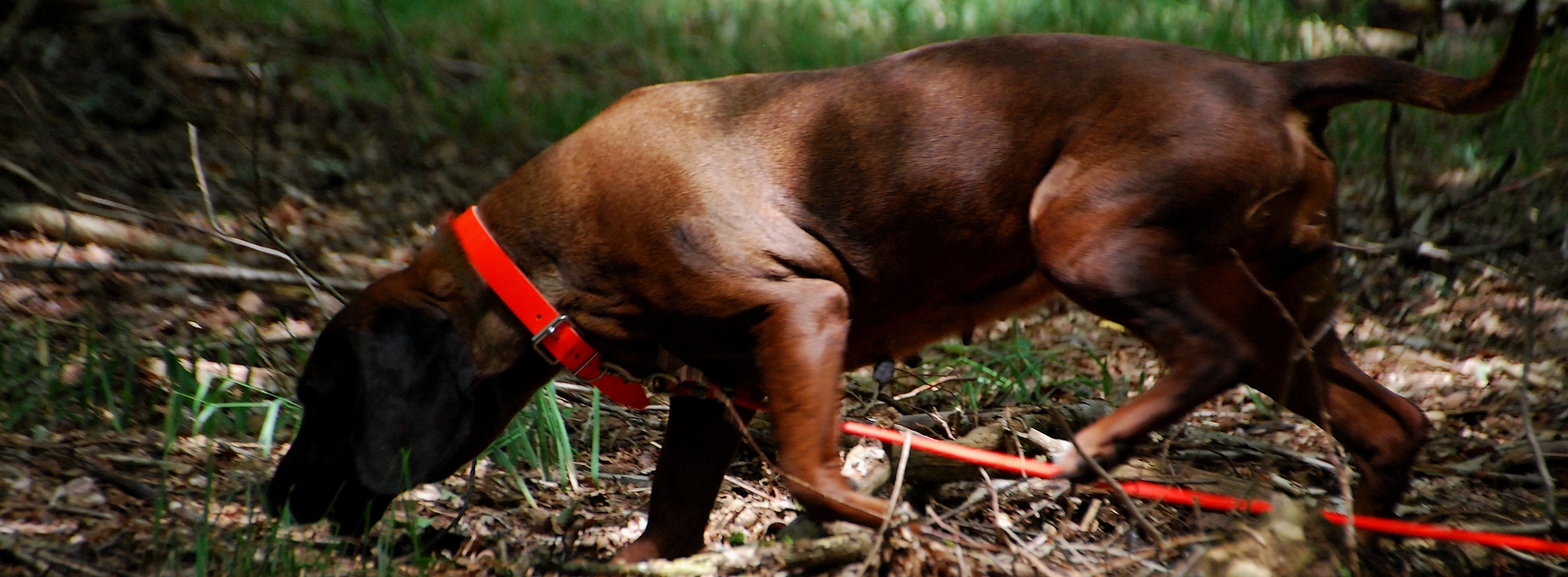 Le Standard du Chien de Rouge de bavière