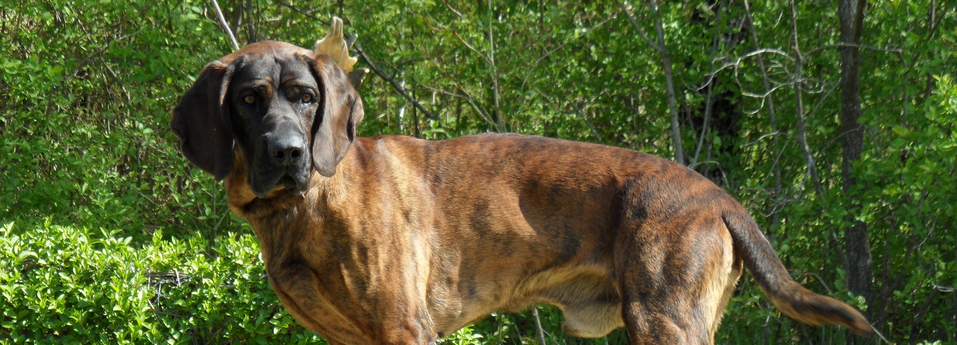 Les Chiens de Rouge du Hanovre et de Bavière en exposition