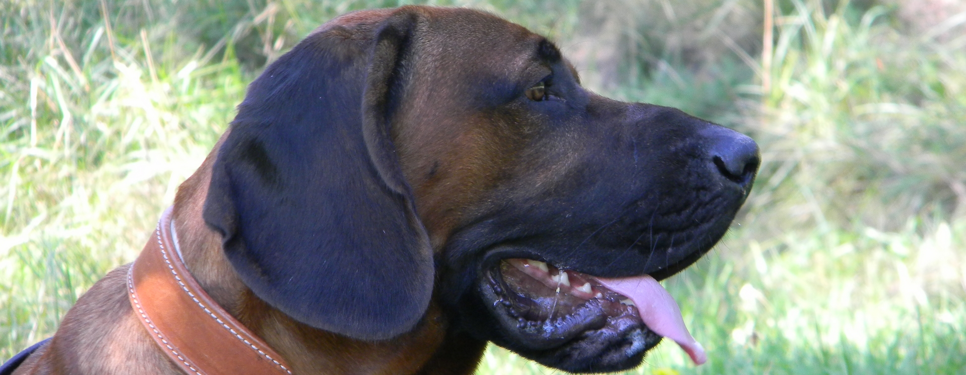 Le Standard du Chien de Rouge du Hanovre