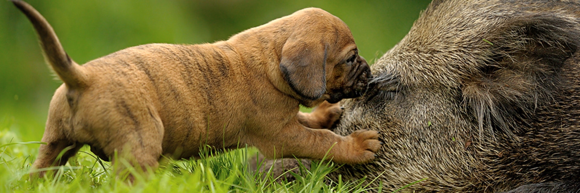 Le choix d’un chiot