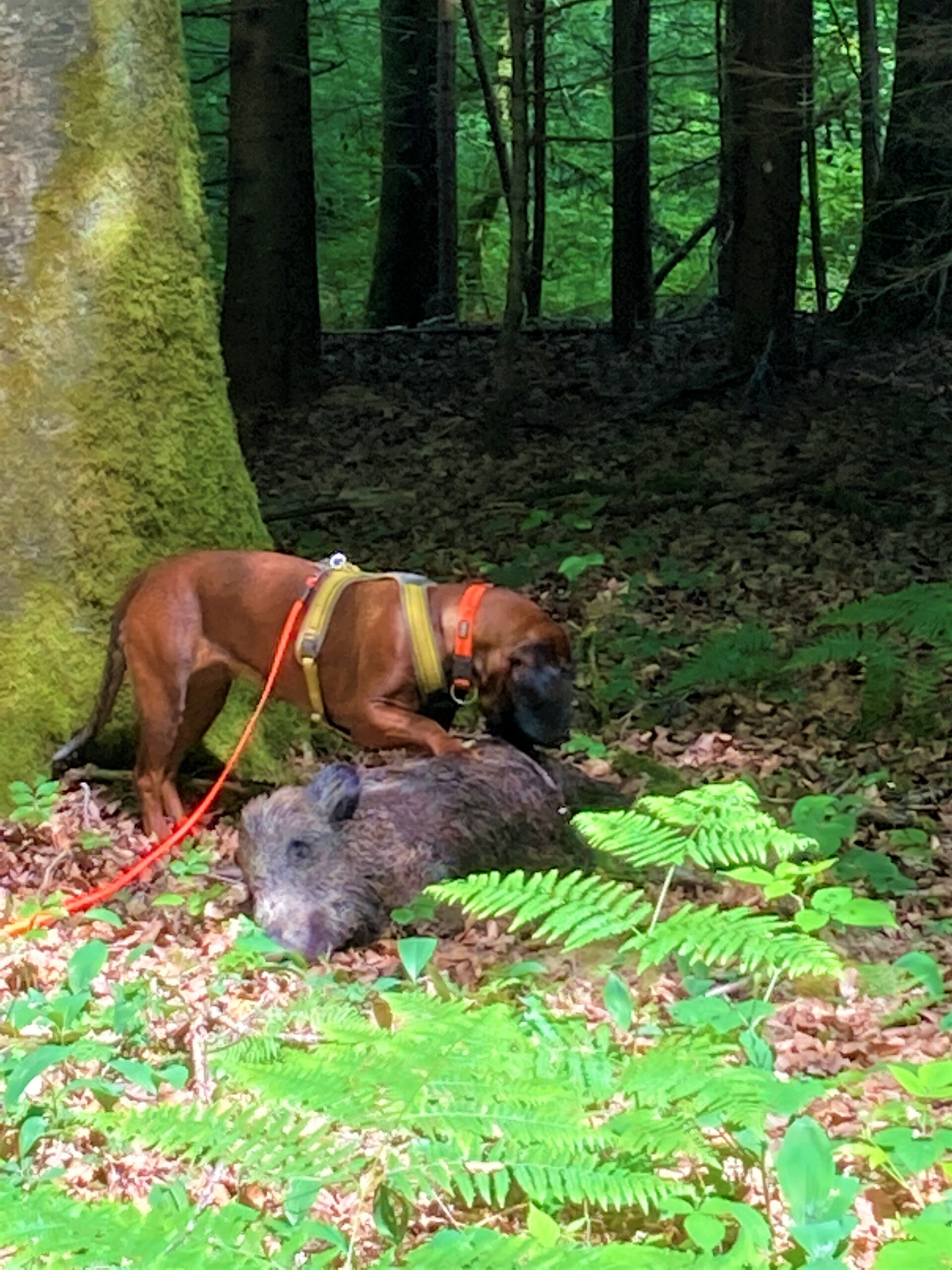 TAN ISHV – Les Clefs (74)<