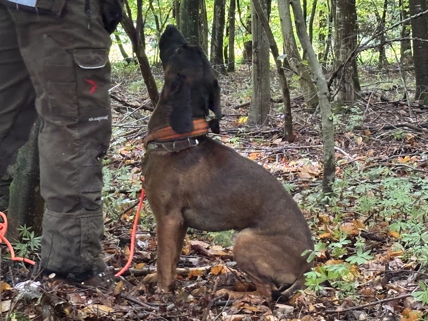 TAN ISHV – Saint HILAIRE des COURBES (19)<